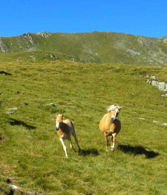 ratschings-sommer-wandern-p1030057